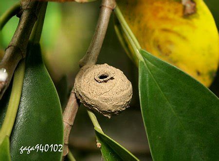 泥壺蜂築巢風水|【泥壺蜂風水】揭密泥壺蜂風水！入住鄰近，享受10大住宅加持好。